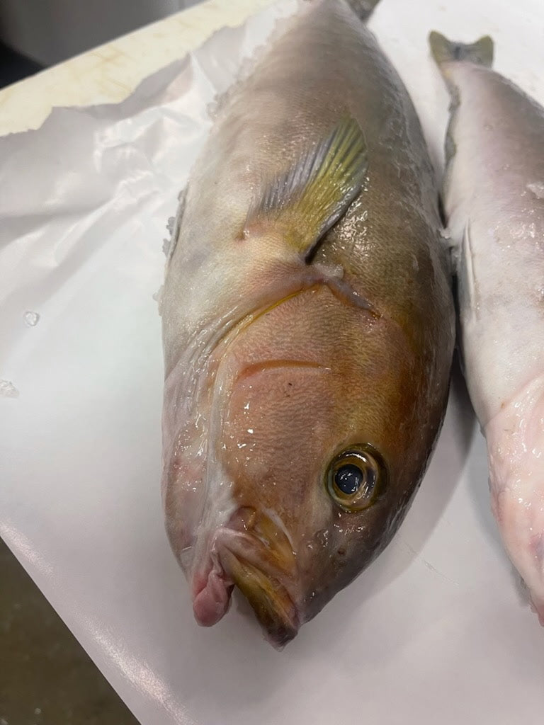 Ocean Whitefish (Tilefish)