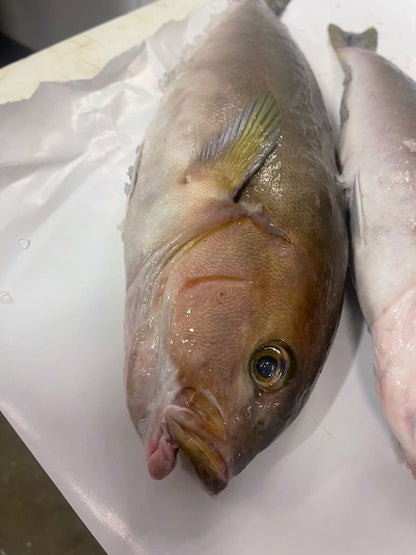 Ocean Whitefish (Tilefish)