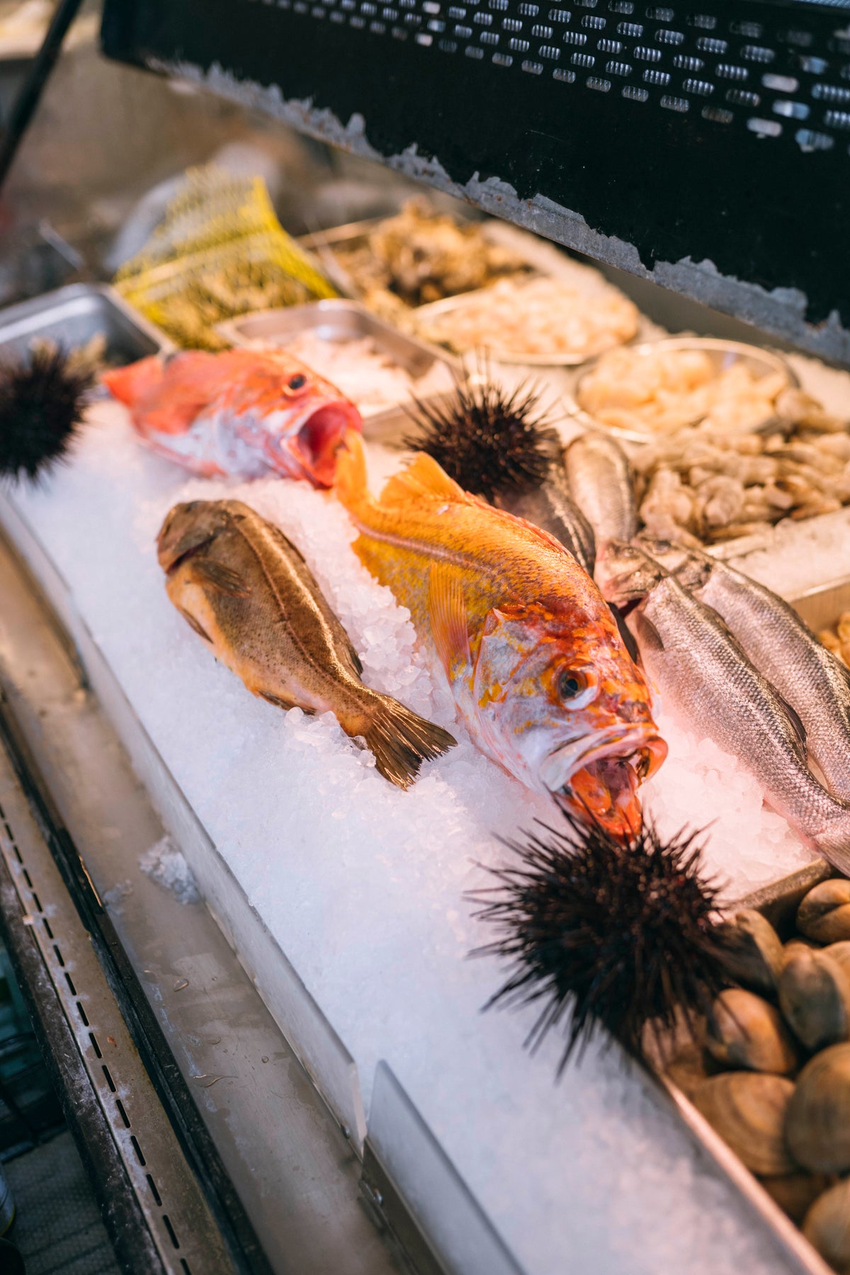 Catch of the Month - Tier 1