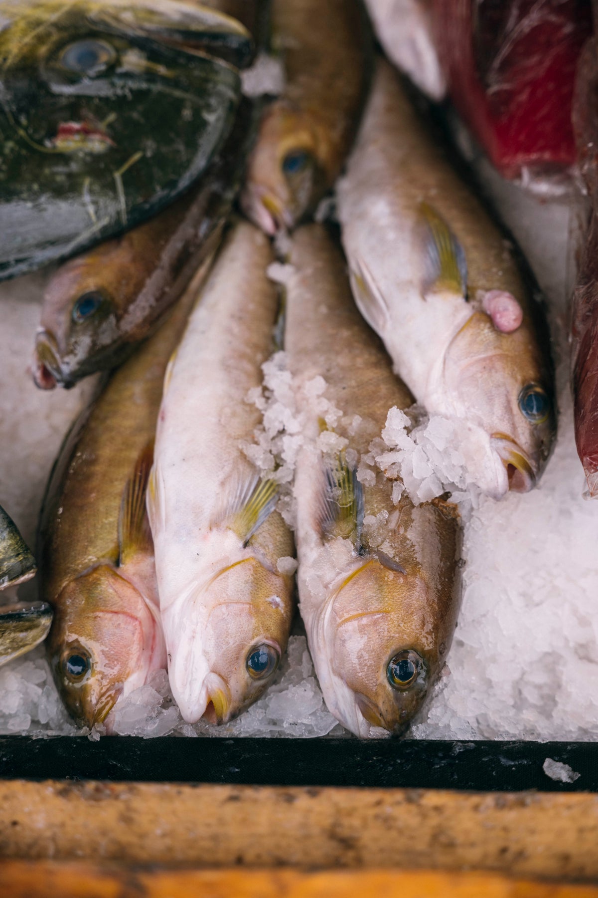 Ocean Whitefish (Tilefish)