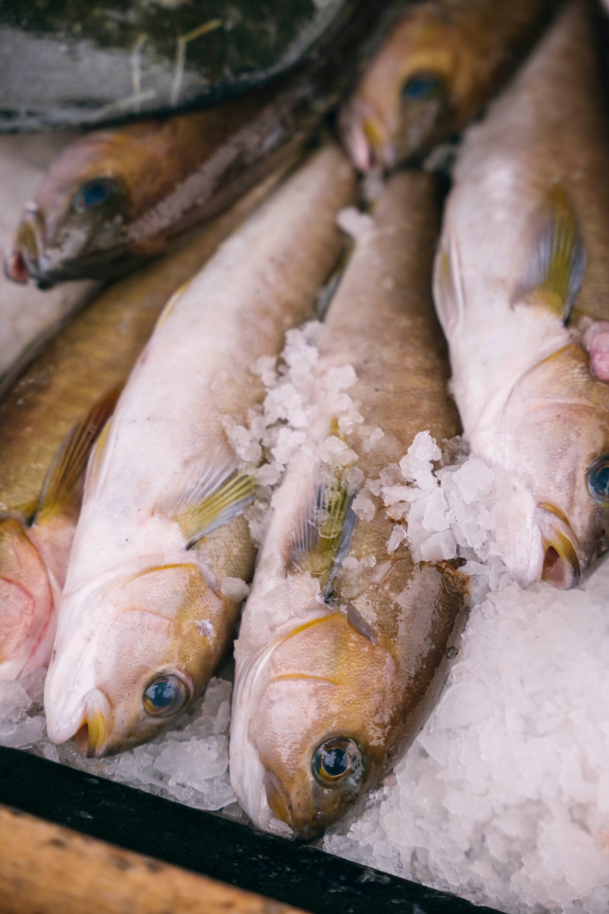 Ocean Whitefish (Tilefish)
