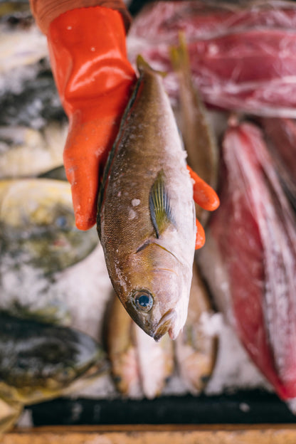 Ocean Whitefish (Tilefish)